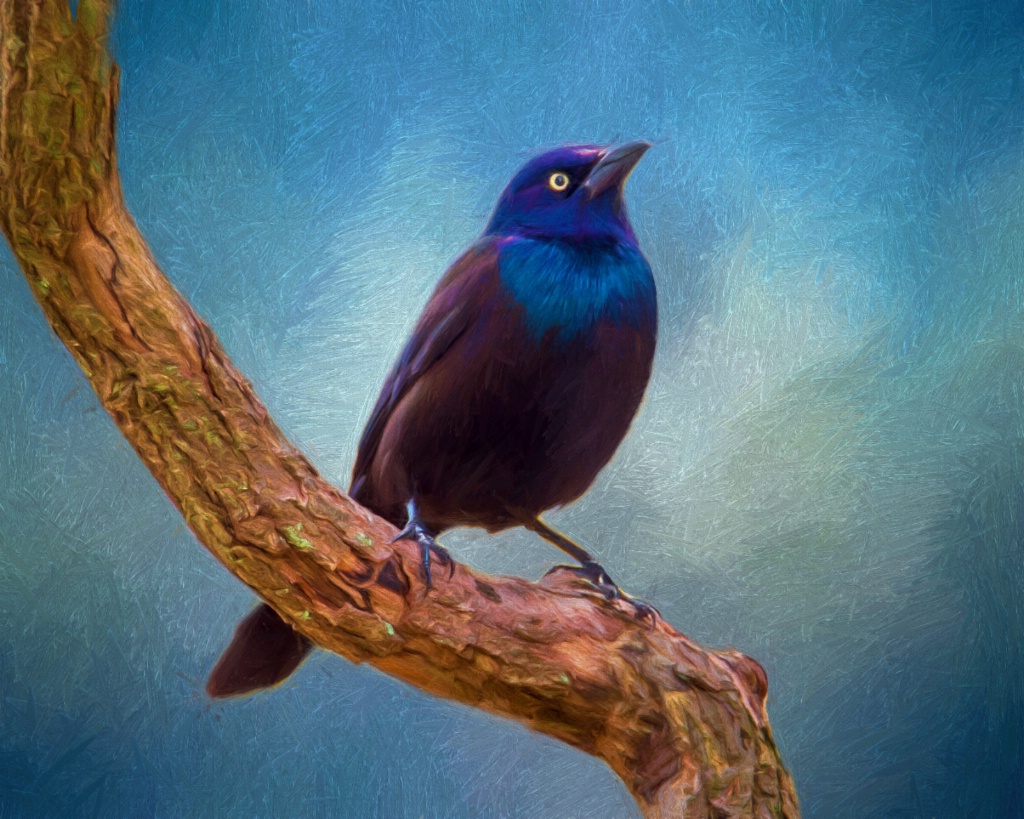 Grackle