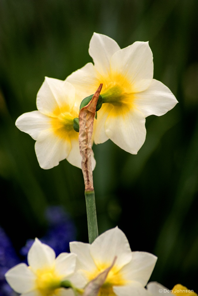 Back of Daffodils 4-22-17 987