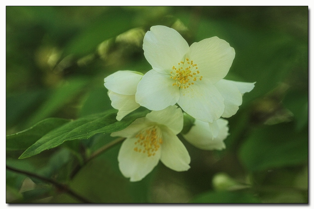 mock orange blossom