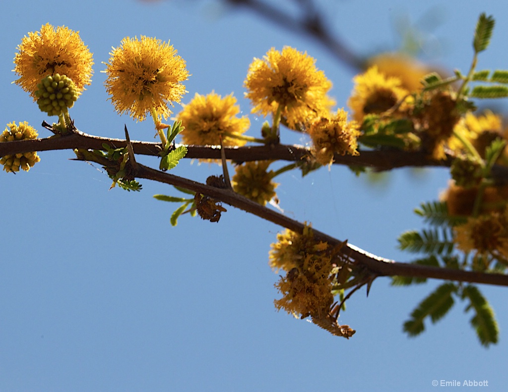 Yellow on Blue