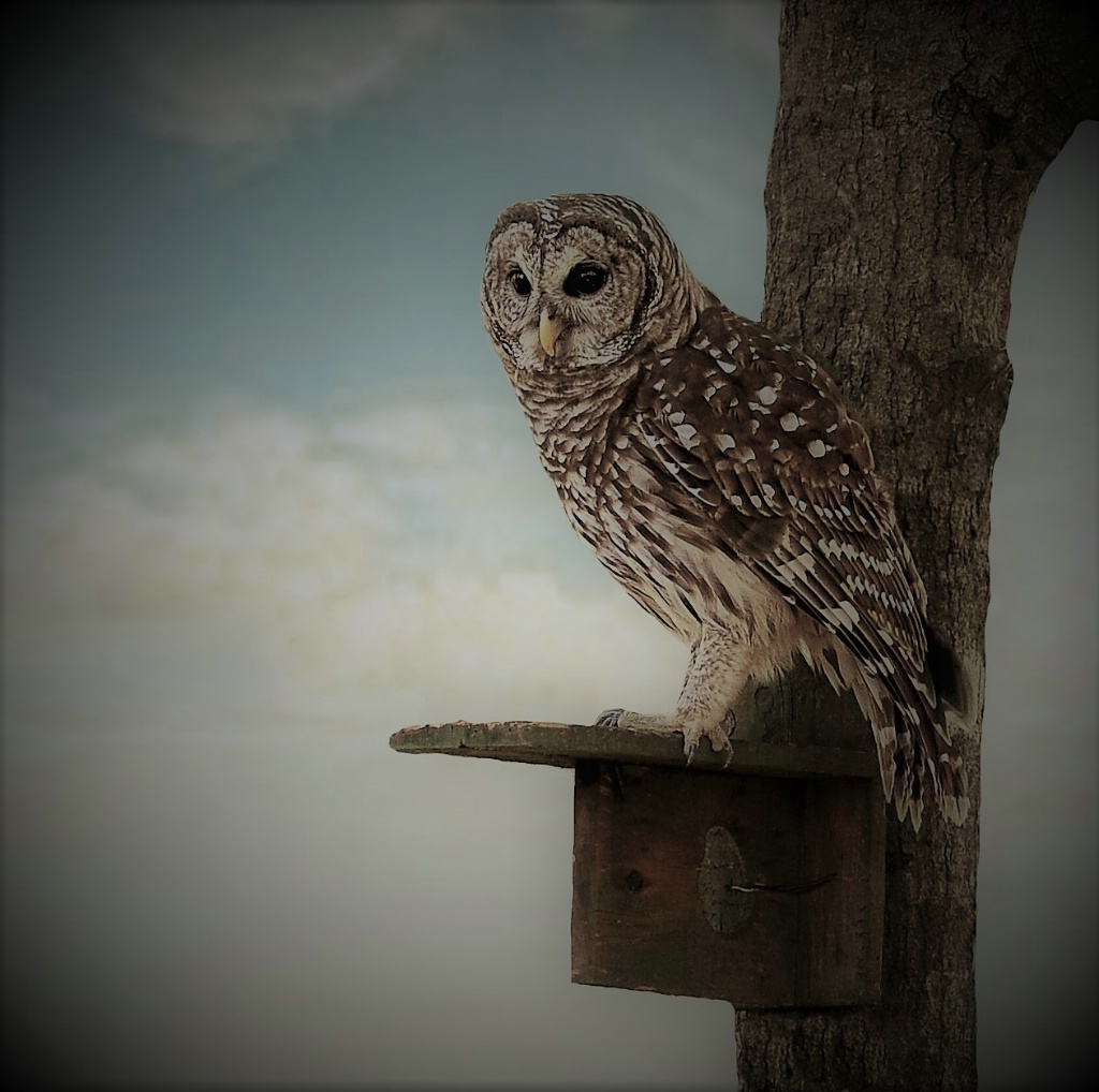 Barred Owl