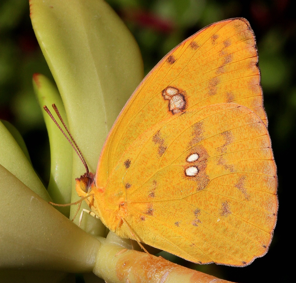 Sulfur Butterfly