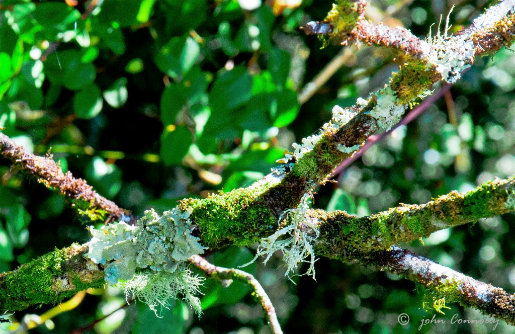 Rain Forest Lichen