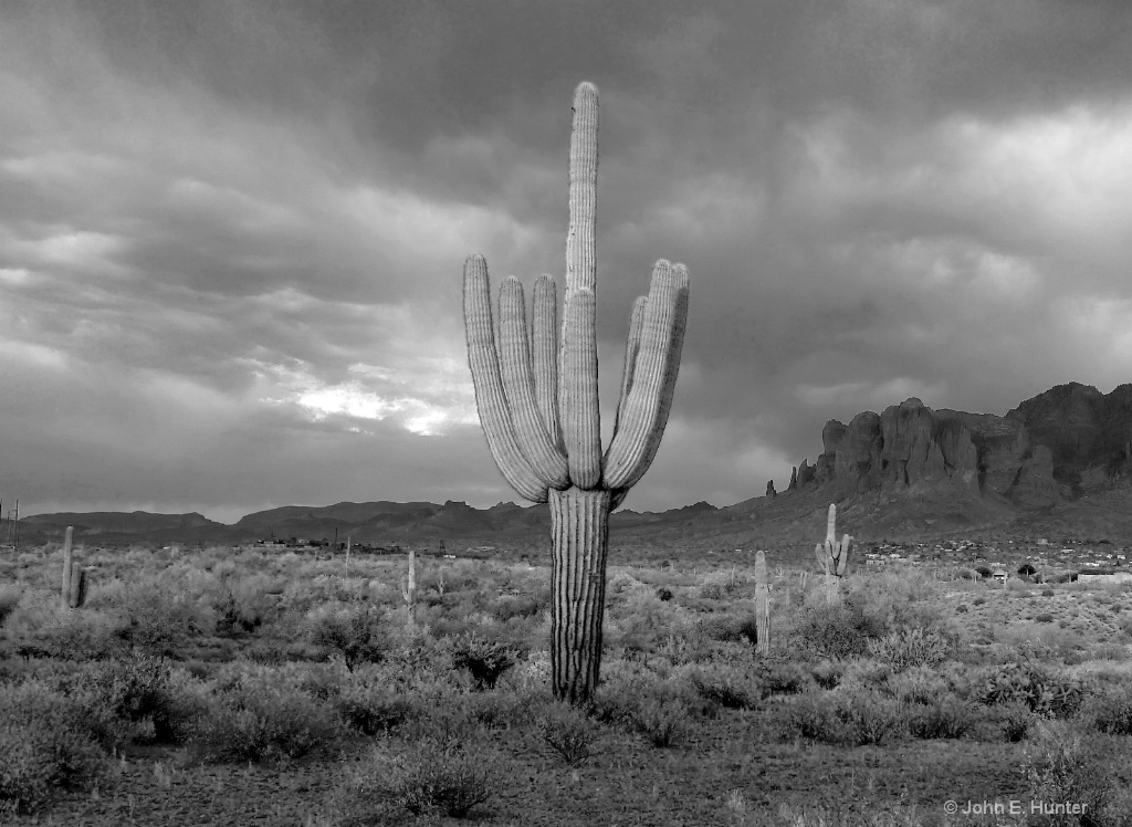 Single Cactus - Arizona