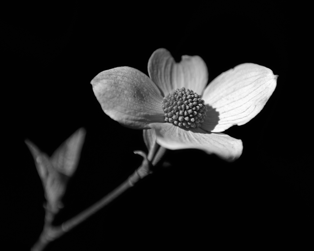 Redwood Canyon Dogwood Bloom