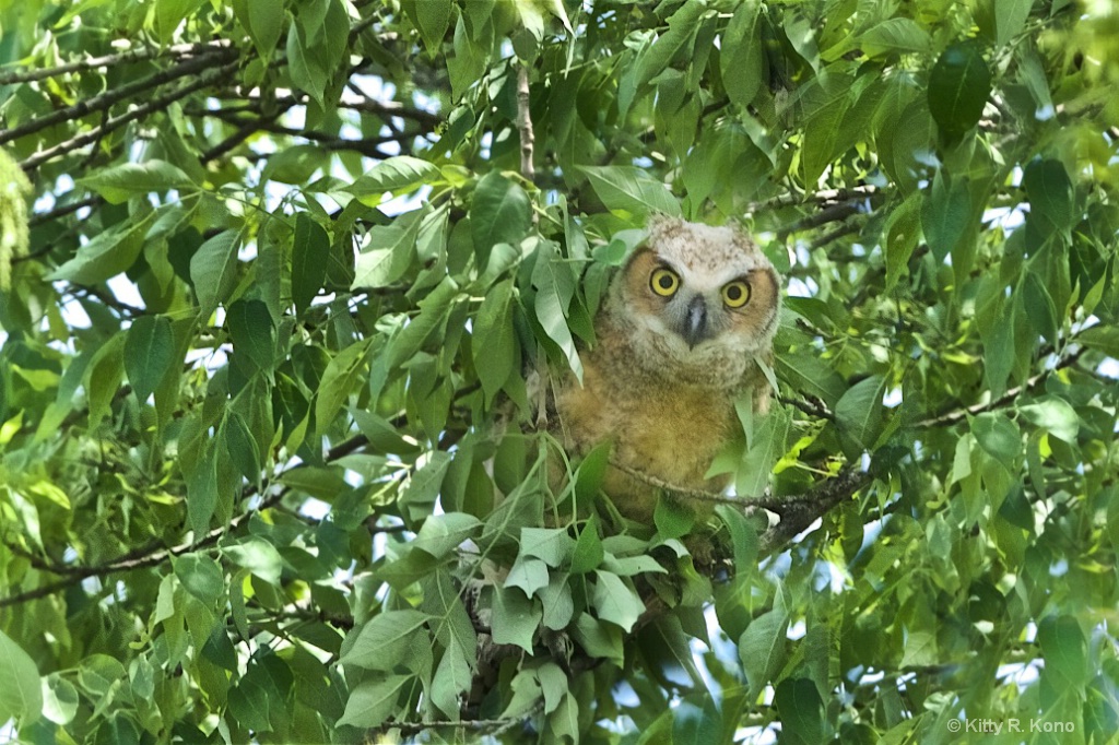 Owlet Through the Leaves - ID: 15367943 © Kitty R. Kono