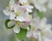 Blossom Bliss