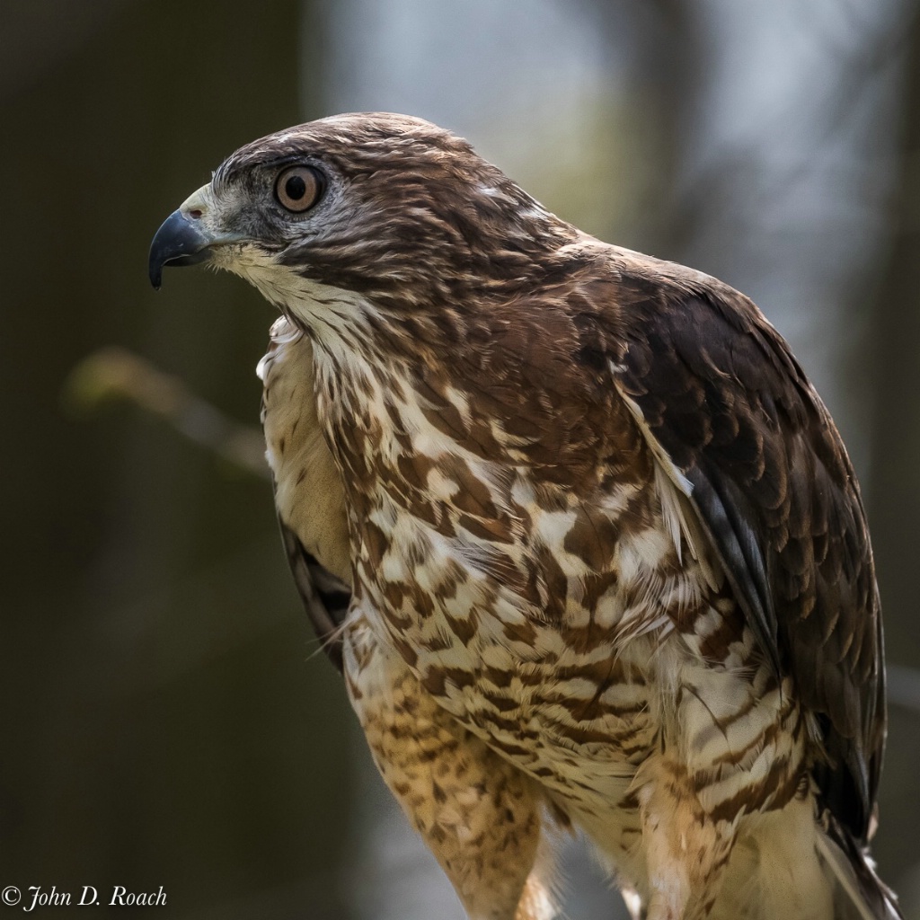 Nicco - Broad-winged Hawk