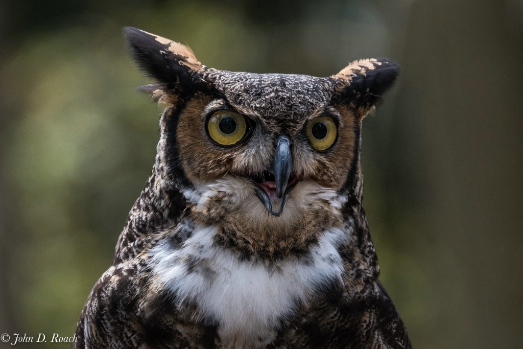 Tskili - Great Horned Owl