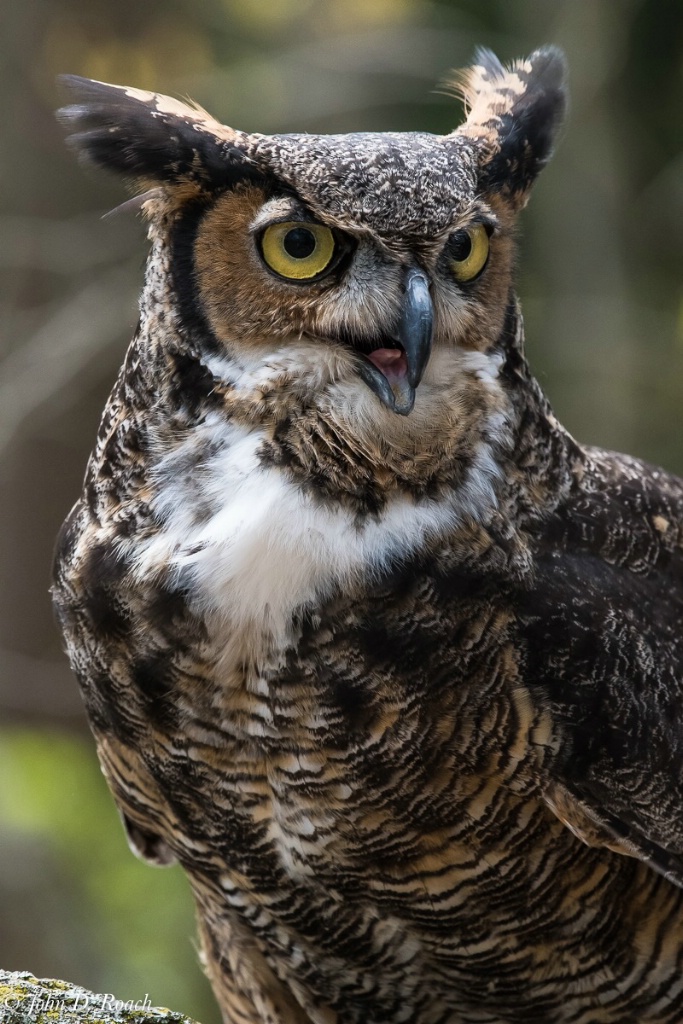 Tskili - Great Horned Owl