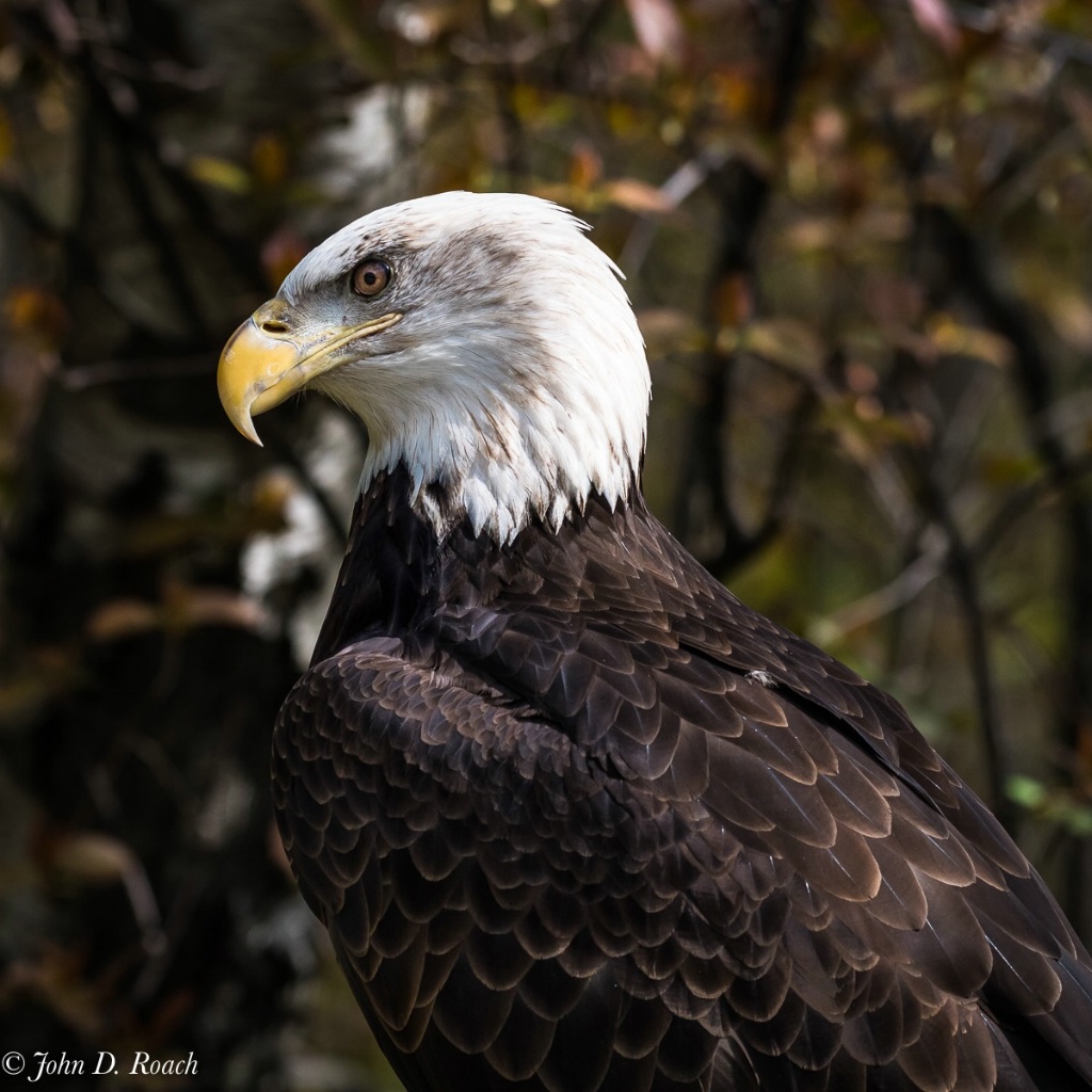 Valkyrie - Bald Eagle