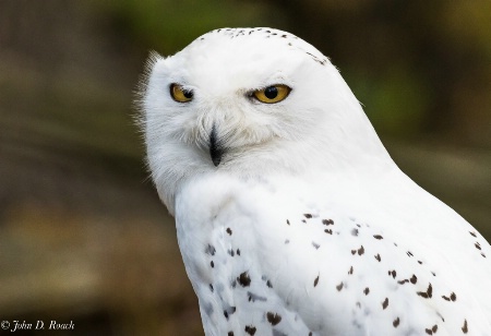 Wind Chill McCloud - Snowy Owl