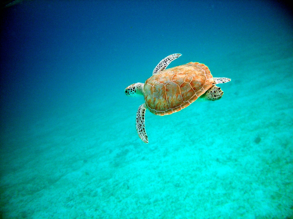 Green Turtle # 434 - ID: 15368168 © Kristin A. Wall