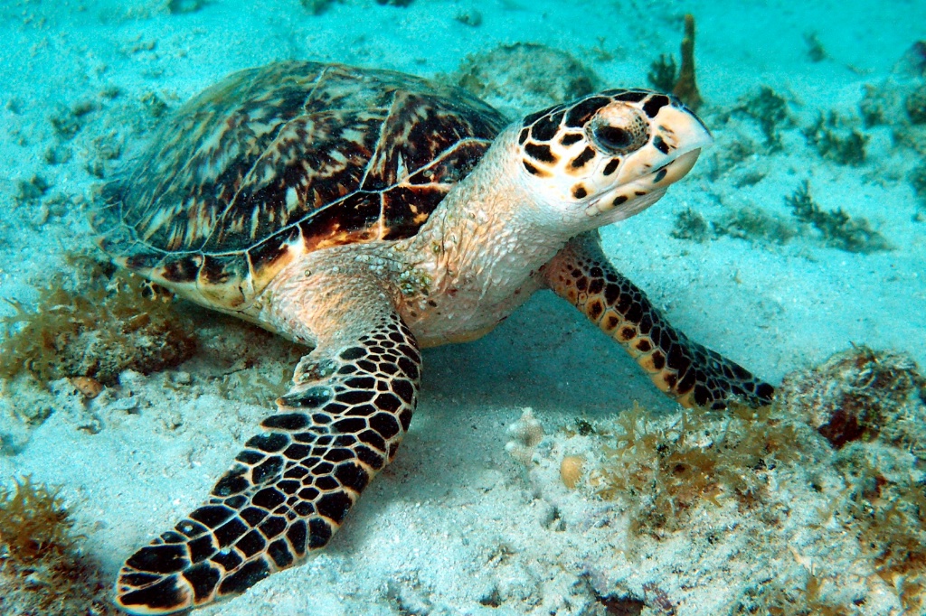 Hawksbill Turtle # 433 - ID: 15368169 © Kristin A. Wall