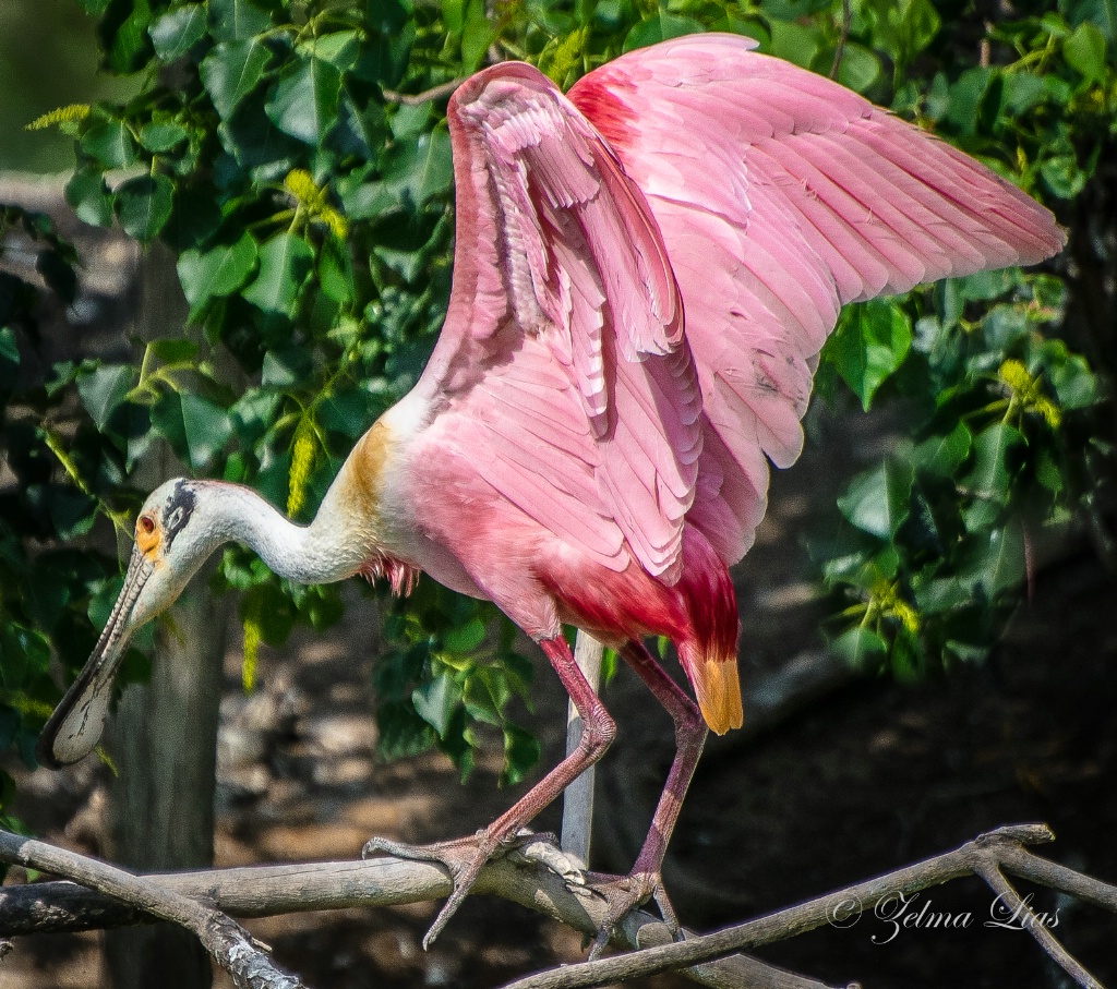 Spoonbill on High Island