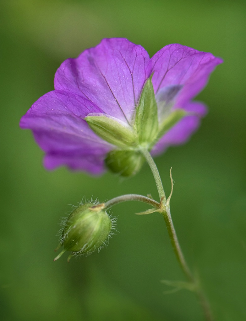 Purple Phacelia  