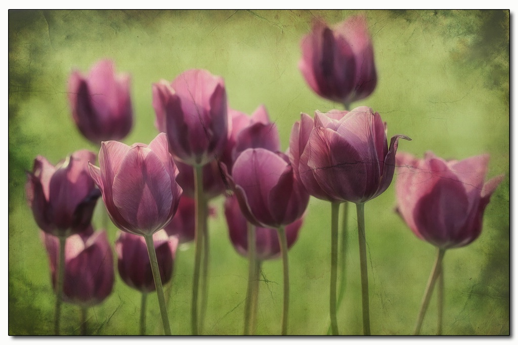 purple tulips