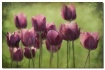 purple tulips
