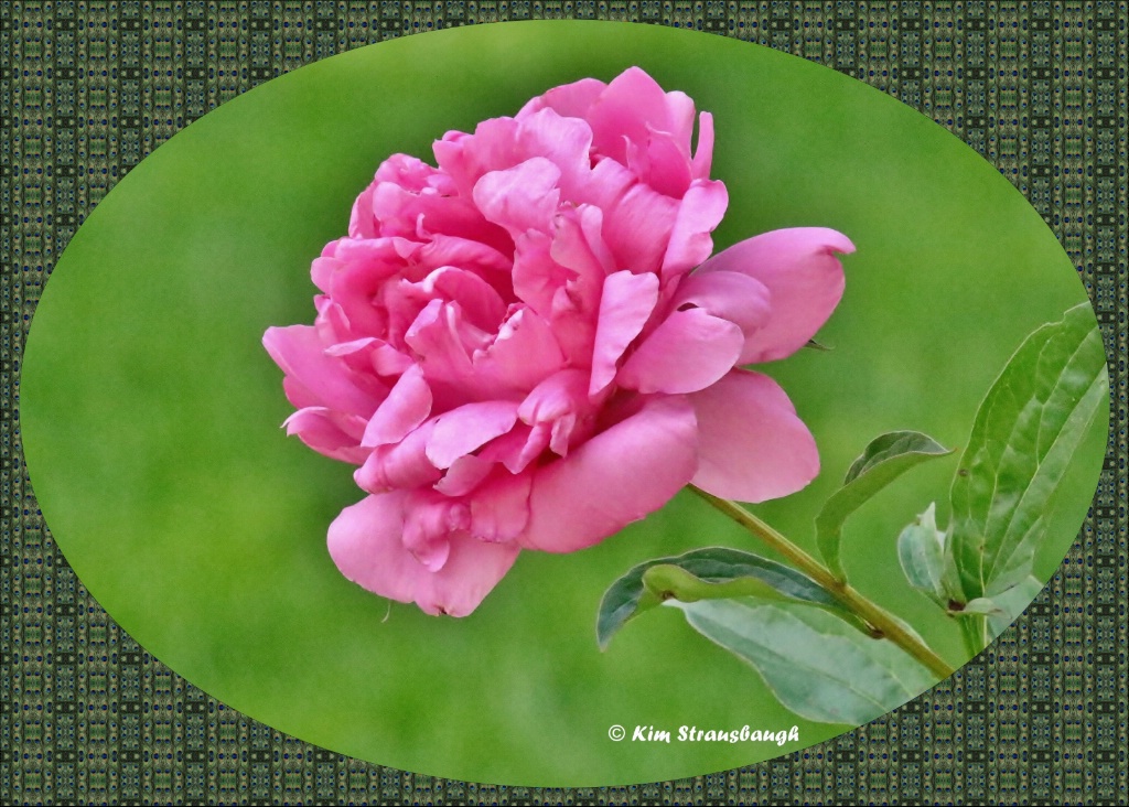 Pink Peony