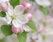 Blossom Bliss II