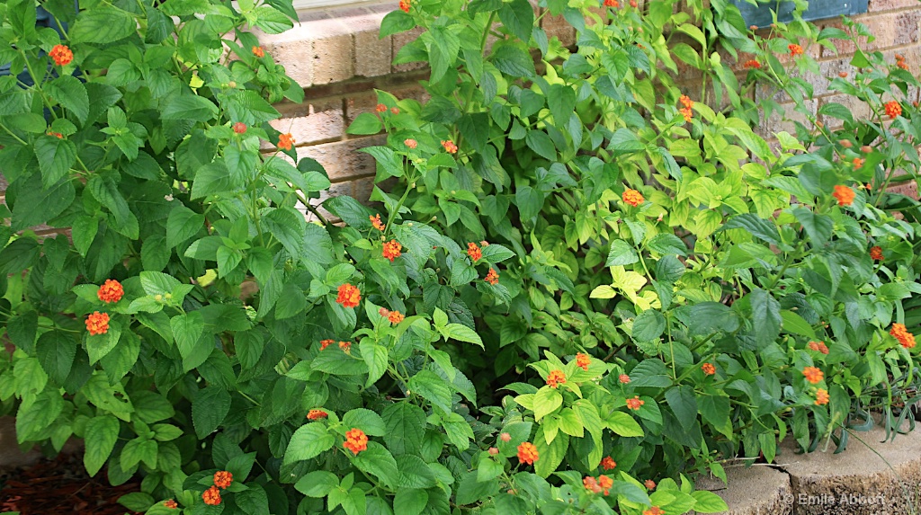 Texas Lantana