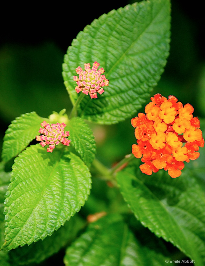  Texas Lantana Macro