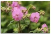 pink wild geraniu...