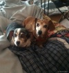 Two dogs that hav...