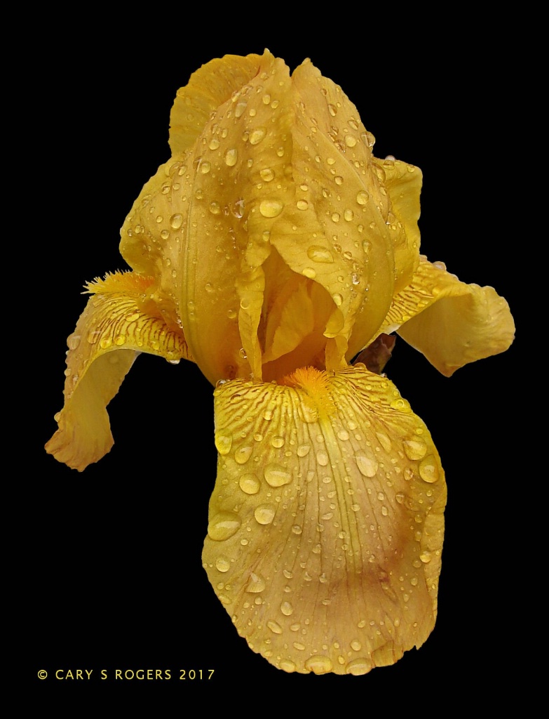 Raindrops on Golden Iris
