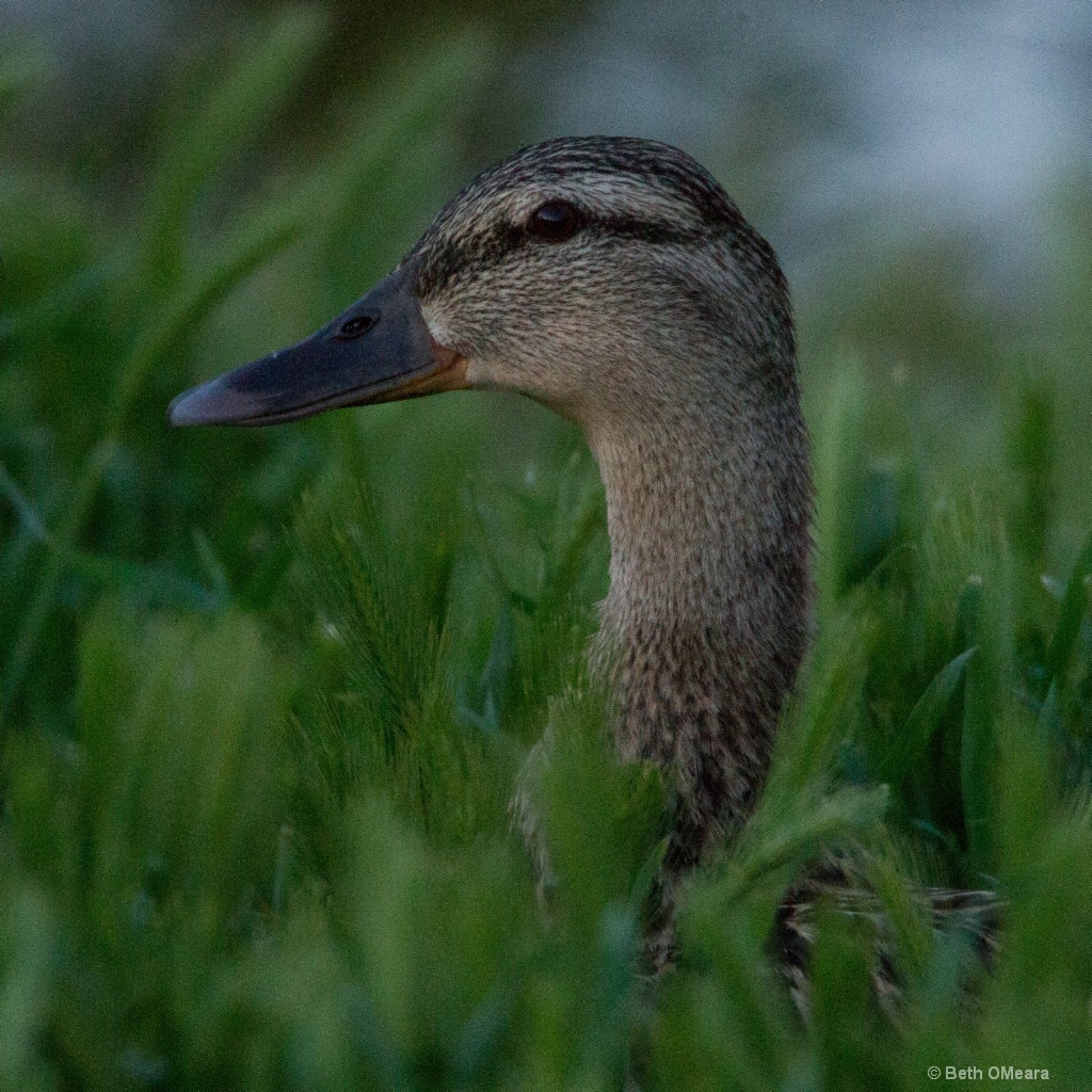 Good night, Duck.  (Close)