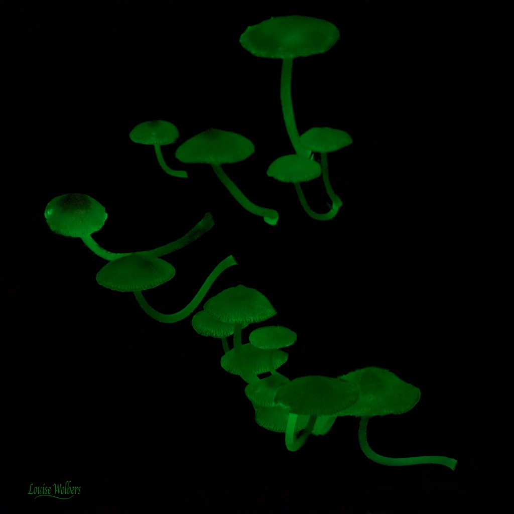 Luminous Mushrooms