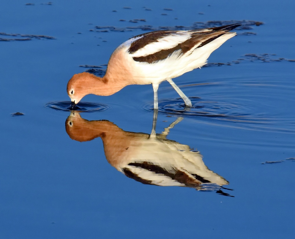 The Reflection Inspection