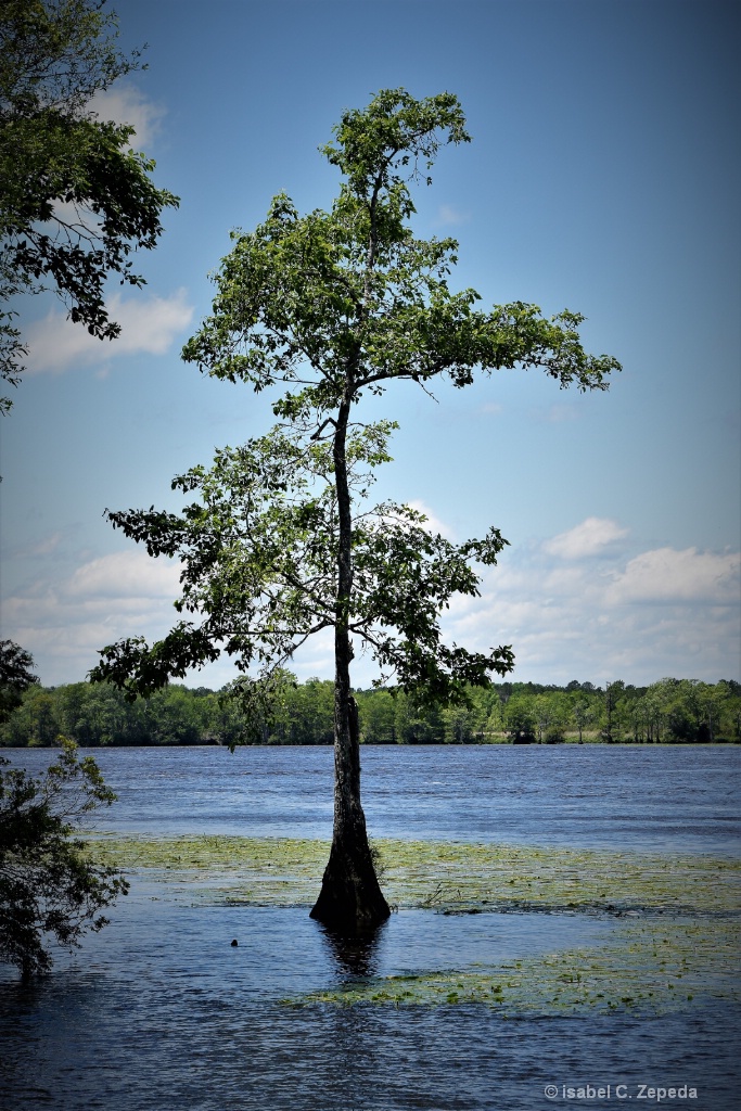 Tree in the water