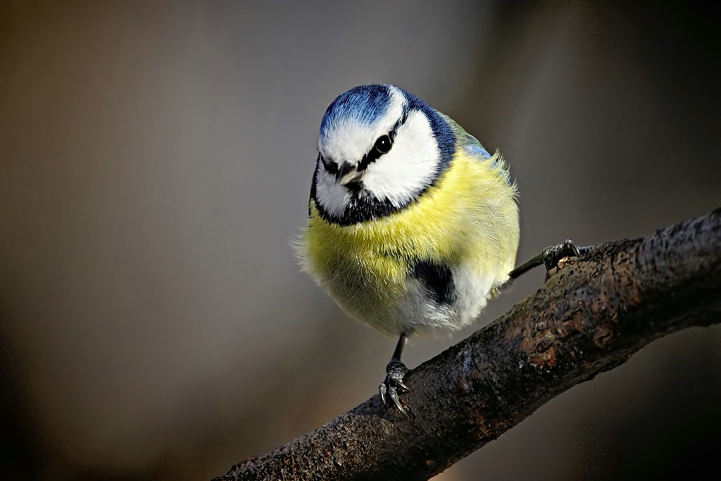 Blue Tit