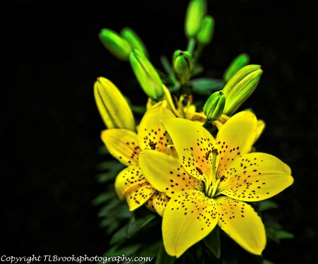 yellow lily 