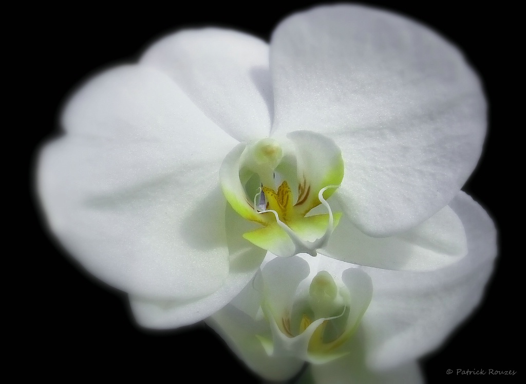 White & Lemon Orchid