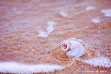 Snail in the Waves