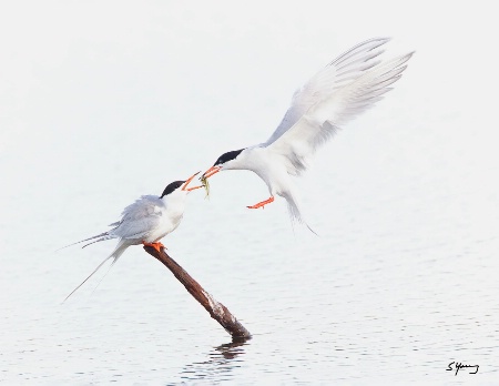 Terns Feeding; Chincoteague, Va