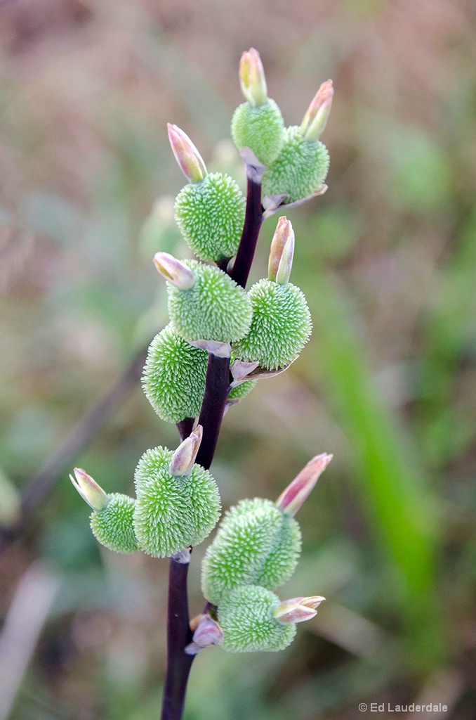 The Making Of A Flower