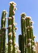 Desert Tower