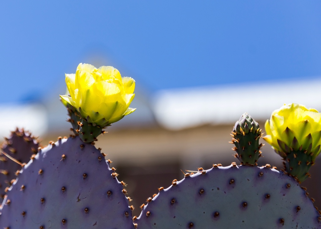 Full bloom