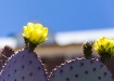 Full bloom