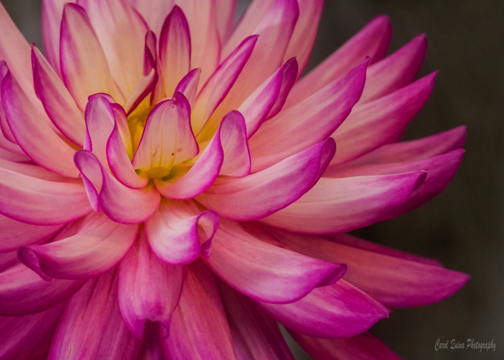 Delightful Dahlia