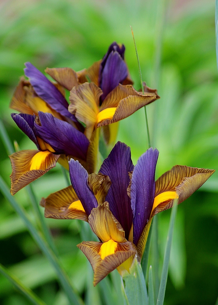 Tiger Irises