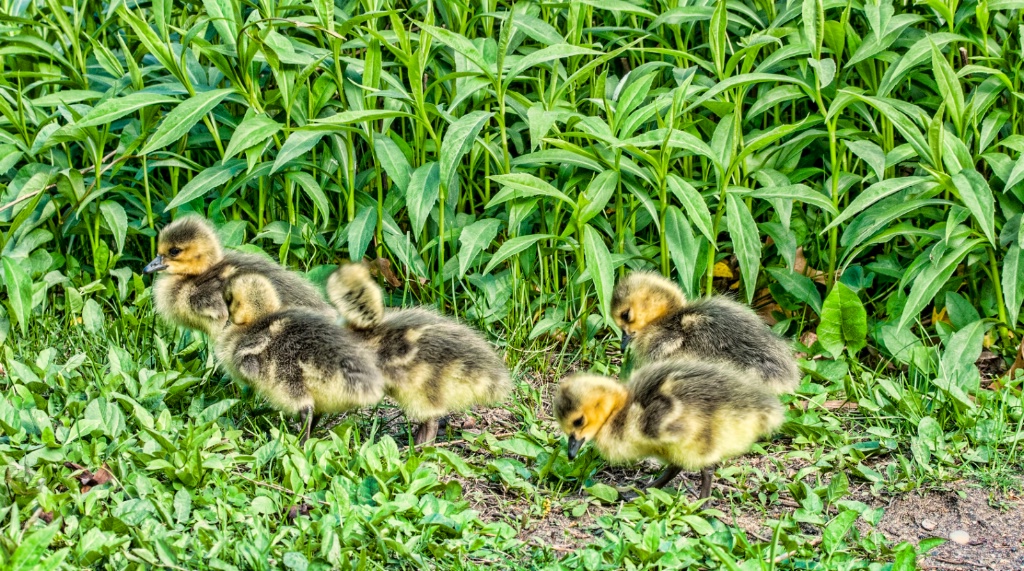 Goslings