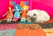 The Four Ragdolls