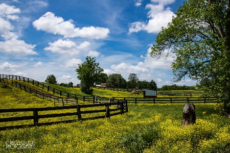 Horse Ranch and Buttercups
