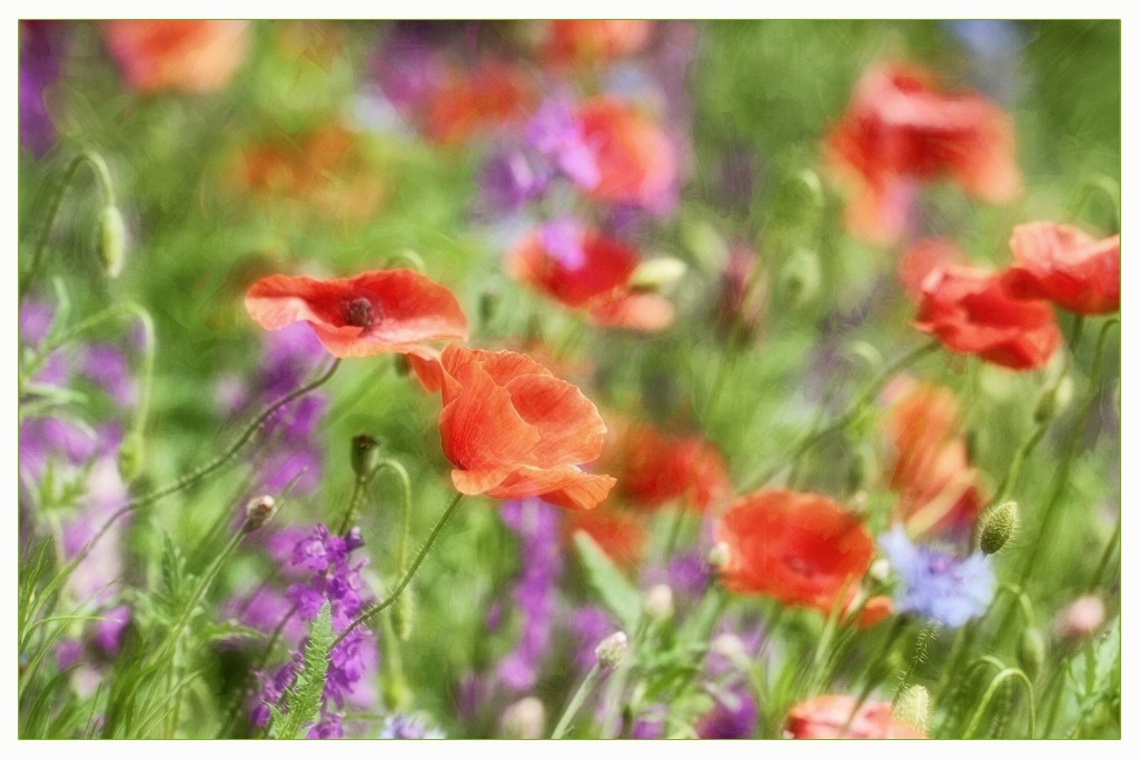 poppies - impasto