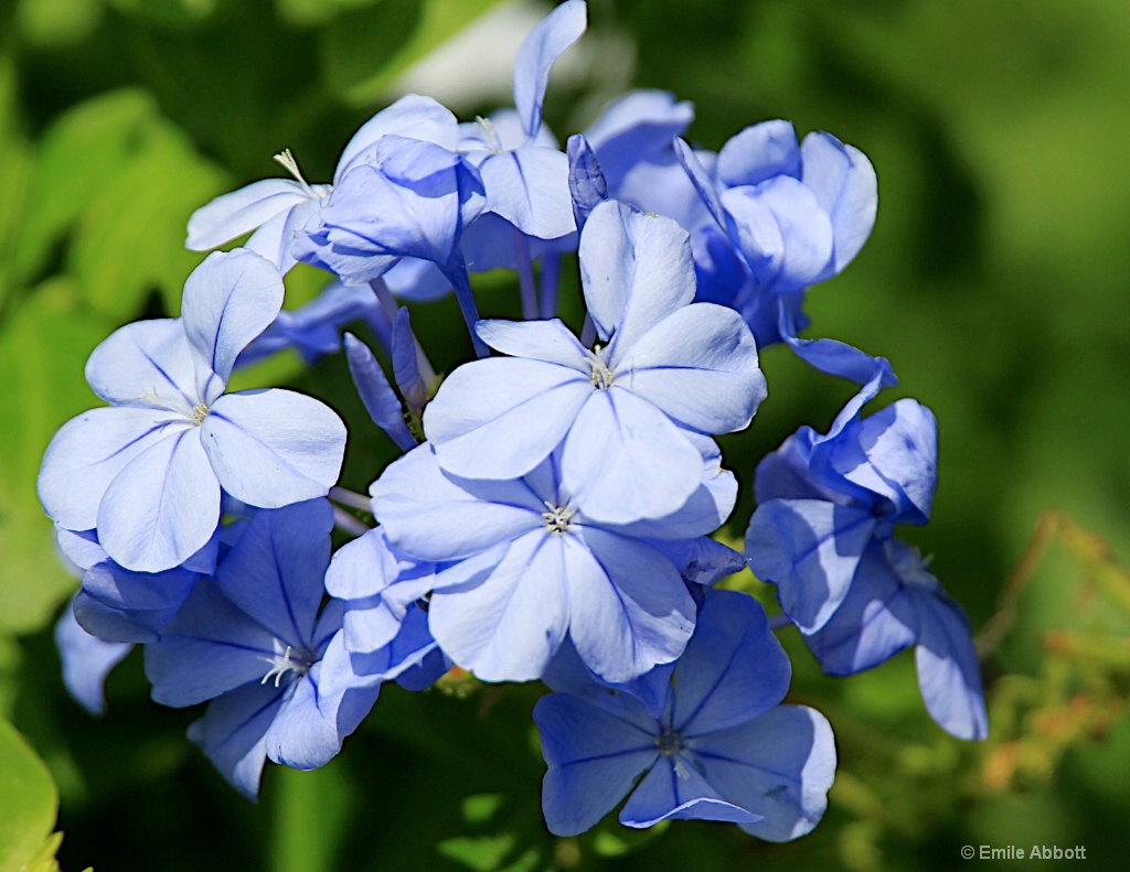 Plumbago Macro