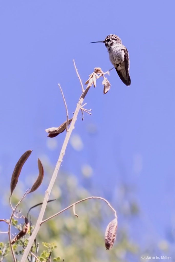 Desert Hummingbird